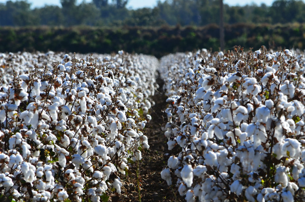 Cotton farm in Australia