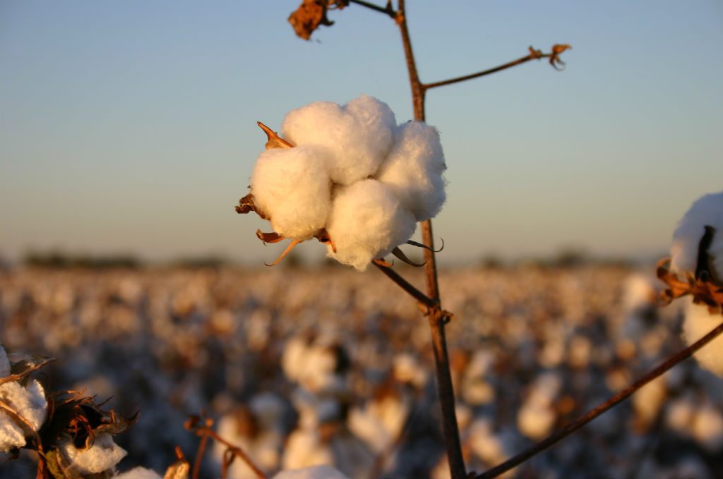 Cotton bolls farming