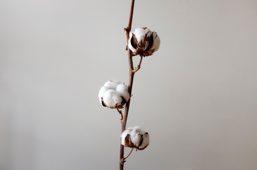 Cotton flowers on branch